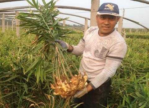 成都哪里有種植生姜的地方（成都哪里有批發(fā)生姜的）-圖2