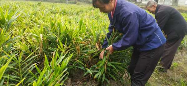 西雙版納種植生姜（西雙版納種樹）-圖2