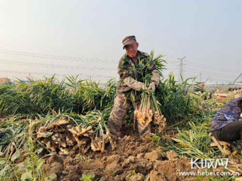 臨泉范集生姜（臨泉范集生姜種植基地）-圖3