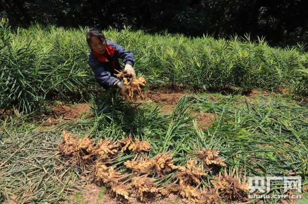 果林下種植生姜（果林下種植生姜好不好）