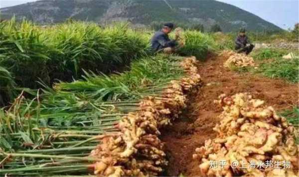 種植生姜底肥都放啥藥（種姜用什么做底肥料好）-圖1