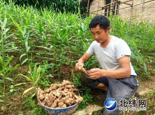 種植生姜發(fā)家（生姜種植致富經）