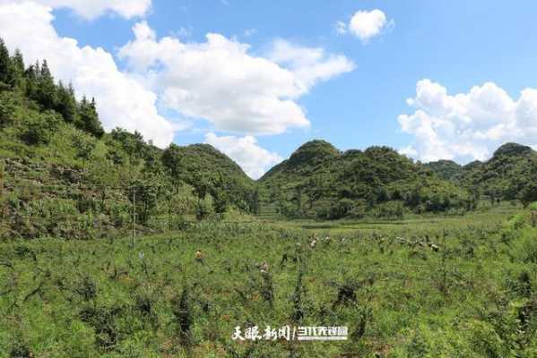 化屋村生姜種植情況（化屋村歷史）-圖1