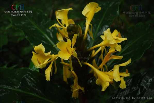 黃花和生姜（黃花姜科植物圖片）-圖1