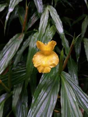 黃花和生姜（黃花姜科植物圖片）-圖3