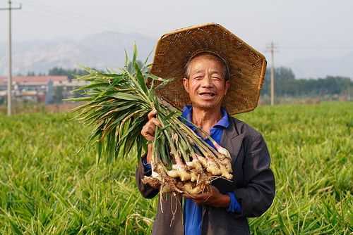 芷江賣生姜（湖南生姜加工廠在什么地方）-圖3