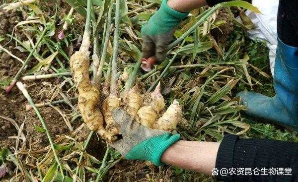 種植生姜方法圖解（怎樣種植生姜視頻教程）-圖3