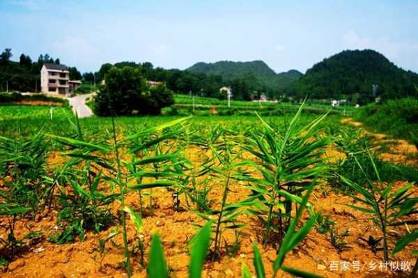 生姜五月份能除草嗎（生姜五月份能除草嗎視頻）-圖2