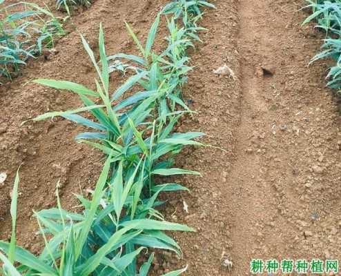 生姜五月份能除草嗎（生姜五月份能除草嗎視頻）-圖3