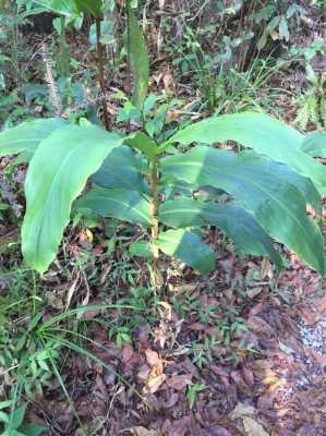 野生姜品種（野生姜類(lèi)植物）-圖1