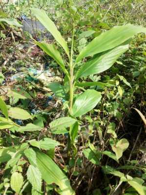 野生姜品種（野生姜類(lèi)植物）-圖3