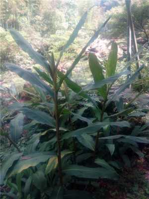 野生姜品種（野生姜類(lèi)植物）-圖2