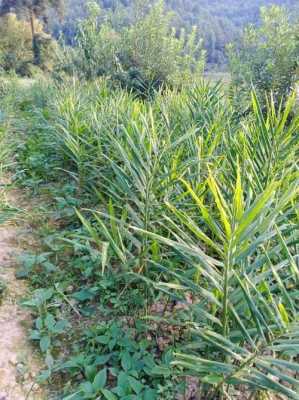 明年種植生姜（今年種生姜）-圖3