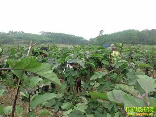 生姜茄子種植（茄子種植技術(shù)視頻請看農(nóng)廣天地）-圖2