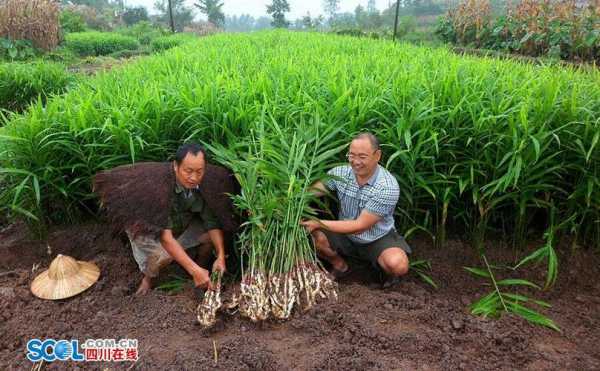 犍為老生姜（犍為縣生姜種植協(xié)會）-圖3