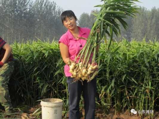 昌邑種植生姜（昌邑種姜掙錢嗎）