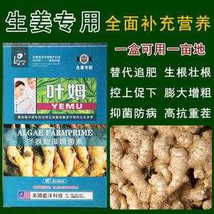 新型水溶肥生姜（姜的肥料）-圖2