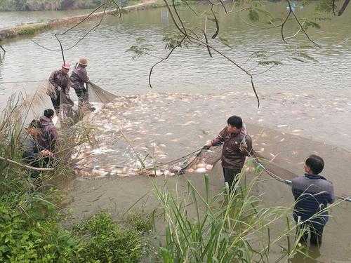 生姜能導致魚塘魚死嗎（生姜能導致魚塘魚死嗎視頻）