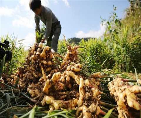 雞西大藥房有買(mǎi)生姜的嗎（雞西中藥店）