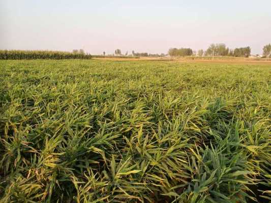 河南信陽(yáng)生姜種植基地（河南生姜種植基地電話）-圖1