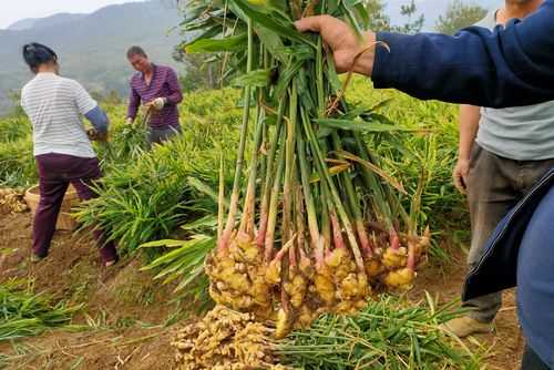 河南信陽(yáng)生姜種植基地（河南生姜種植基地電話）-圖3