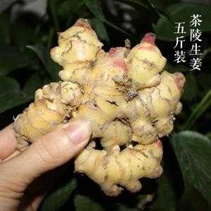 茶陵生姜的故事（茶陵生姜的故事簡介）-圖2