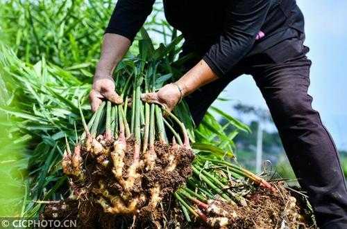 60000畝生姜（生姜畝產(chǎn)過萬斤）-圖2