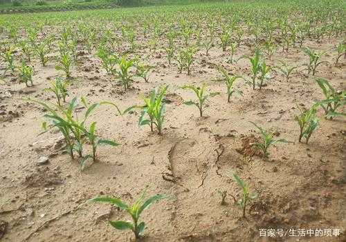 生姜如何間苗（生姜如何間苗種植視頻）