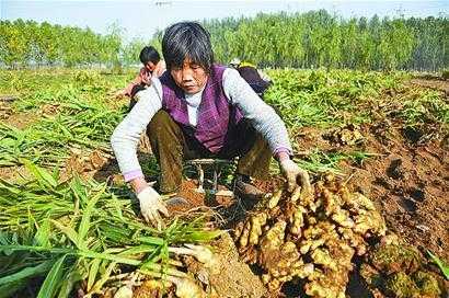 沂南生姜種植村子（沂南生姜今天多少錢(qián)一斤?）-圖1