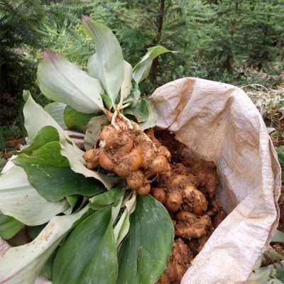 山姜能和生姜一起煮嗎（山姜能和生姜一起煮嗎功效）-圖2