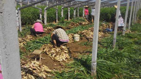 生姜化工（生姜工廠化種植）