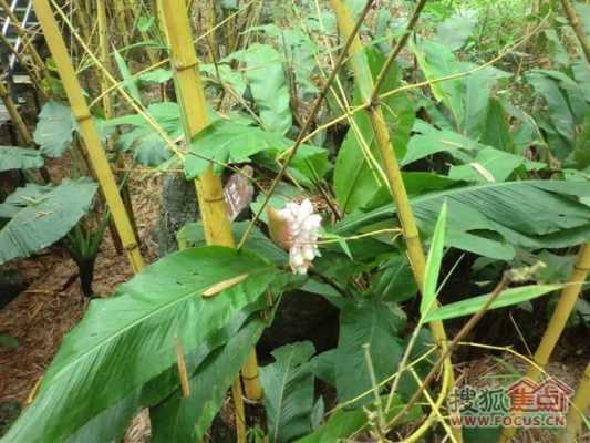 西雙班納野生姜（西雙版納野生中草藥）