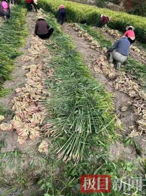 王家生姜種植基地（生姜基地在哪里）-圖3