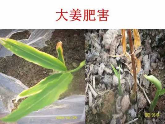 生姜怎么除銹（生姜銹?。?圖1