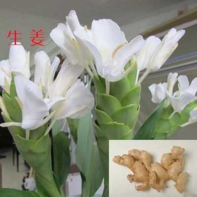 花錢(qián)生姜作用（生姜花的用處）-圖1