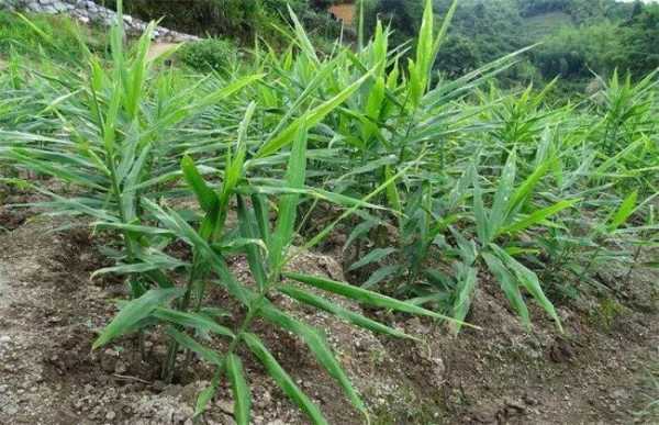 種生姜如何管理生姜生長全過程（生姜的種植管理辦法）-圖1