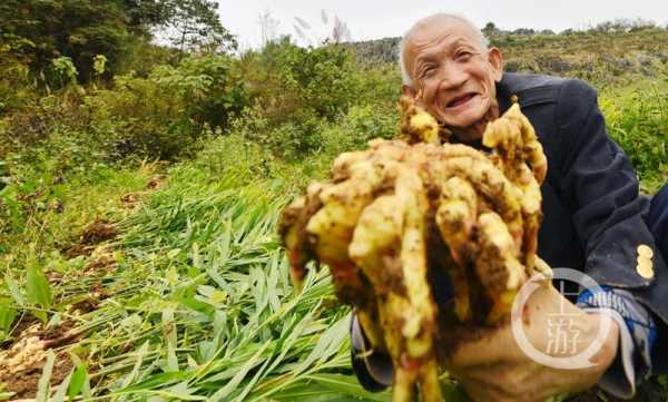 重慶泡生姜（重慶生姜生產(chǎn)基地在哪里）-圖2