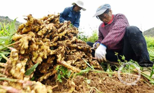 重慶泡生姜（重慶生姜生產(chǎn)基地在哪里）-圖3