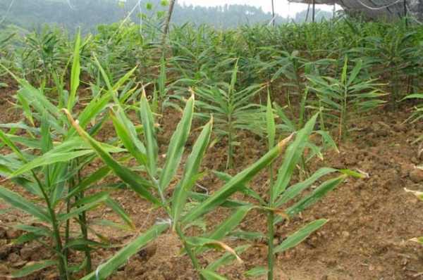 生姜植株圖（生姜的栽培技術與管理）