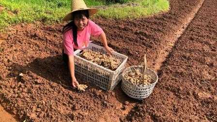 種生姜地（農(nóng)村姑娘地里種生姜,原來(lái)種姜這么講究,真是漲知識(shí)了）-圖3