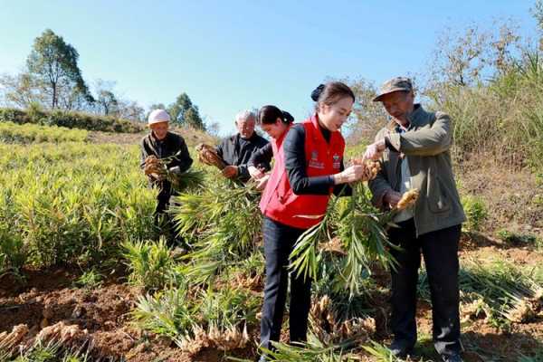 脫貧生姜記者（新聞脫貧致富）-圖1