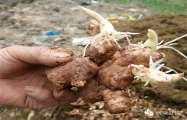 生姜冷庫催芽（生姜催芽最佳溫度濕度）