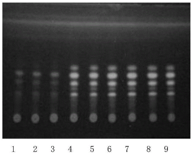 生姜薄層色譜（生姜薄膜）-圖2