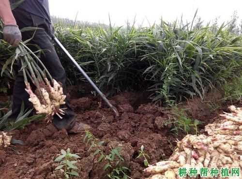 生姜含量測定計算公式原理（生姜的含水量是多少）