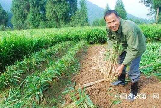 樂業(yè)生姜地（生姜地膜高產(chǎn)栽培技術(shù)）-圖1