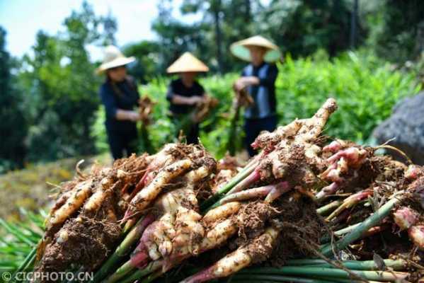 衡陽市常寧市生姜基地地址（常寧生態(tài)農莊）