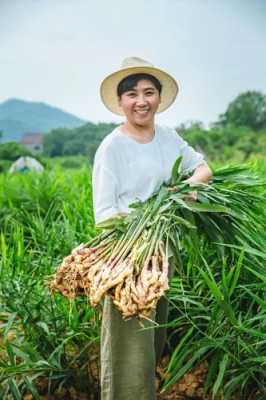 最好的大院生姜（佘家大院生姜特點(diǎn)）-圖1