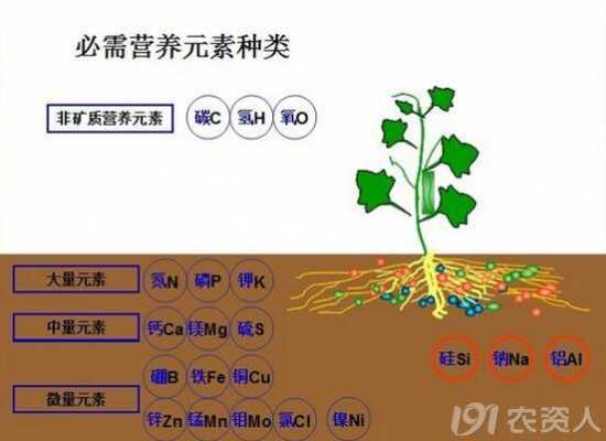 錳肥對(duì)生姜（錳肥對(duì)果樹的作用）-圖3