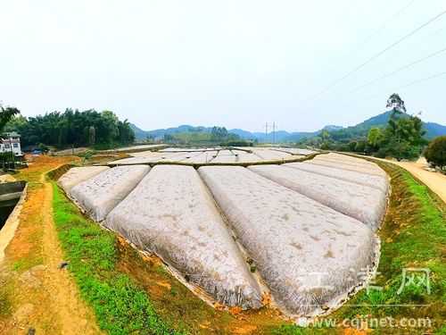 江津生姜基地（重慶江津生姜生產(chǎn)基地在哪里）-圖2