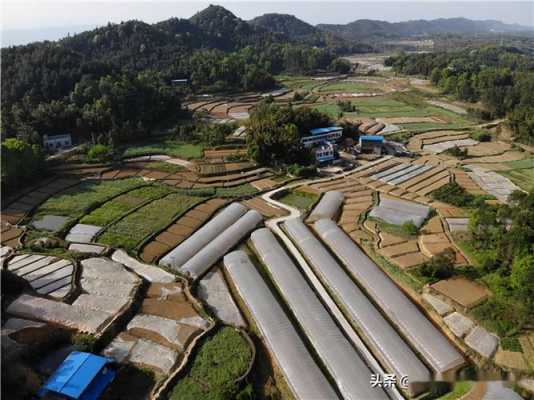 江津生姜基地（重慶江津生姜生產(chǎn)基地在哪里）-圖3